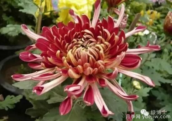 識花瓣，辨花型...快收好這份賞菊“門道”(圖10)