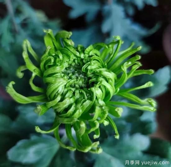 識花瓣，辨花型...快收好這份賞菊“門道”(圖11)