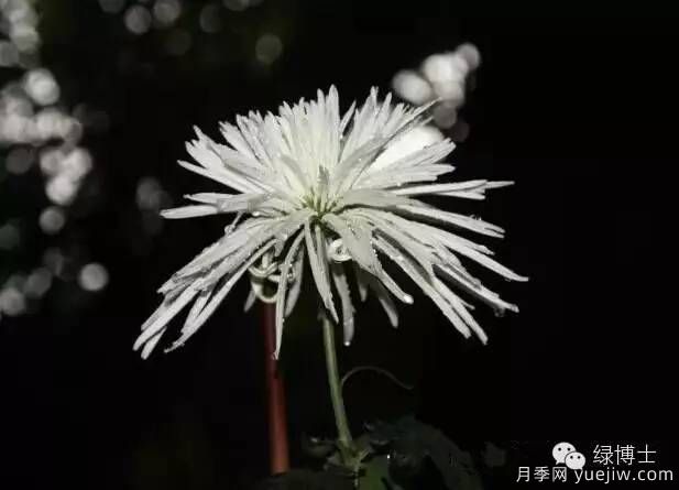 識花瓣，辨花型...快收好這份賞菊“門道”(圖14)