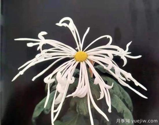 識花瓣，辨花型...快收好這份賞菊“門道”(圖12)