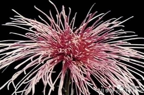 識花瓣，辨花型...快收好這份賞菊“門道”(圖13)