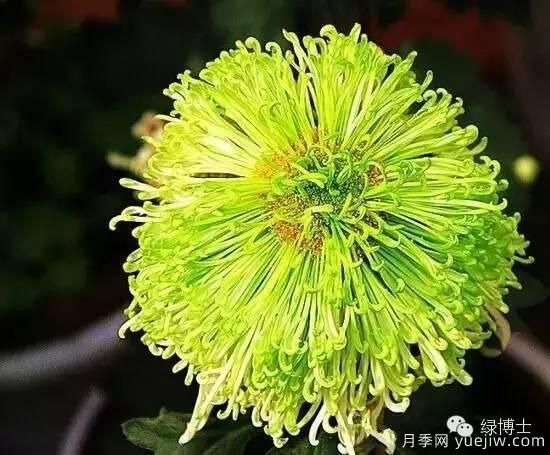 識花瓣，辨花型...快收好這份賞菊“門道”(圖15)