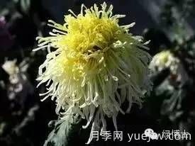 識花瓣，辨花型...快收好這份賞菊“門道”(圖17)