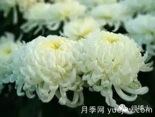 識花瓣，辨花型...快收好這份賞菊“門道”(圖16)