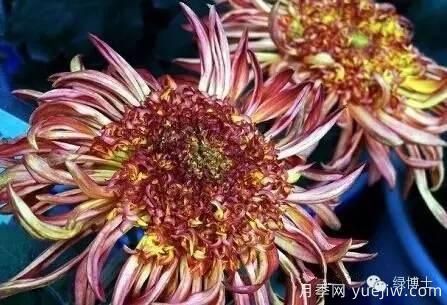 識花瓣，辨花型...快收好這份賞菊“門道”(圖18)
