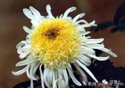 識花瓣，辨花型...快收好這份賞菊“門道”(圖19)