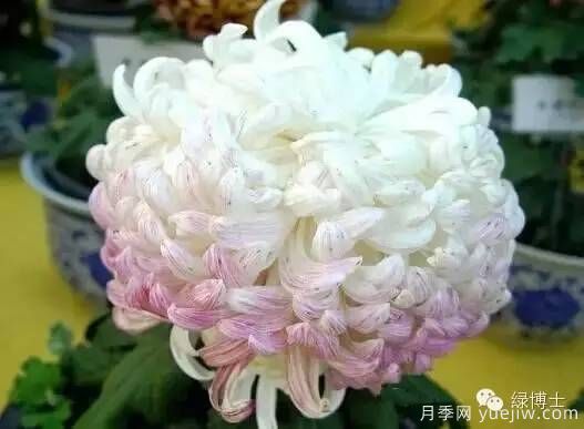 識花瓣，辨花型...快收好這份賞菊“門道”(圖20)
