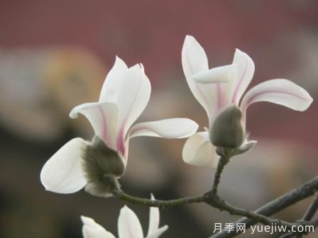 玉蘭三姐妹：中土原生白與紫，北美舶來(lái)洋玉蘭(圖4)