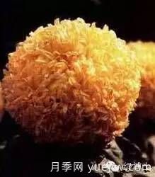 識花瓣，辨花型...快收好這份賞菊“門道”(圖22)