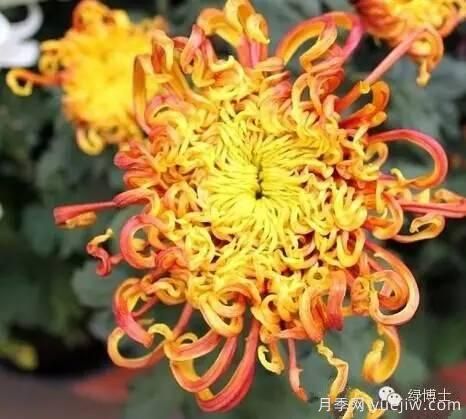 識花瓣，辨花型...快收好這份賞菊“門道”(圖23)
