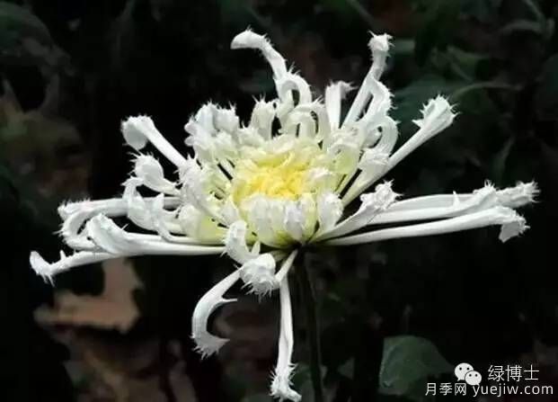 識花瓣，辨花型...快收好這份賞菊“門道”(圖24)