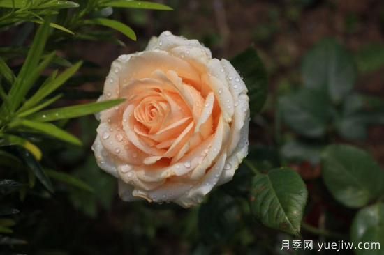 適合新手養(yǎng)的4個月季，花朵大花期長還香(圖3)