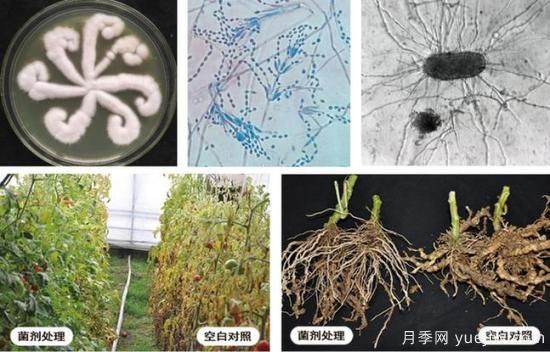 植物根結(jié)線蟲病難對(duì)付？生物農(nóng)藥有辦法(圖1)