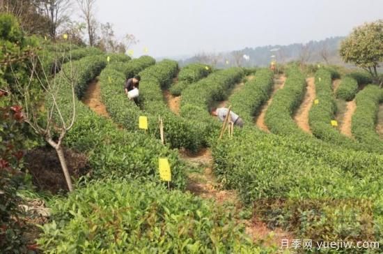 信陽商城：積極創(chuàng)建高山茶標準化生產基地(圖1)