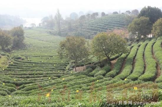 信陽商城：積極創(chuàng)建高山茶標準化生產基地(圖2)