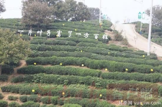 信陽商城：積極創(chuàng)建高山茶標準化生產基地(圖3)