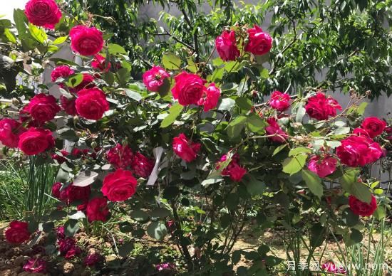 軟香紅月季，古老國(guó)月不輸歐月日月，四季勤開(kāi)花(圖1)