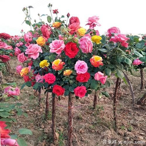 一棵樹狀月季，多色花朵，養(yǎng)在庭院里真漂亮(圖1)
