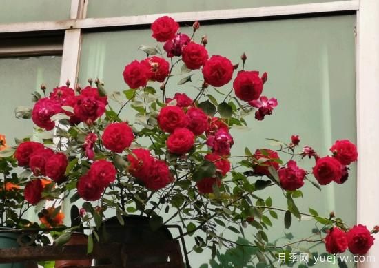 軟香紅月季，古老國(guó)月不輸歐月日月，四季勤開(kāi)花(圖3)