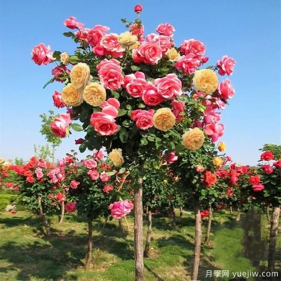 一棵樹狀月季，多色花朵，養(yǎng)在庭院里真漂亮(圖2)