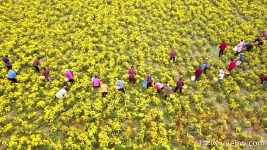 洛陽(yáng)汝陽(yáng)：酒祖之鄉(xiāng)菊飄香(圖1)