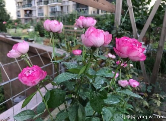 羊脂香水月季，以香聞名，花美如芍藥，四季能開(kāi)花(圖2)
