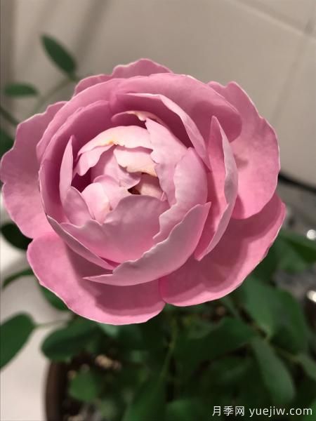 羊脂香水月季，以香聞名，花美如芍藥，四季能開(kāi)花(圖3)