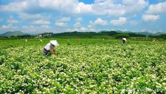 中國10大超級縣城，丹陽全球一半眼鏡，許昌全球八成假發(fā)(圖5)