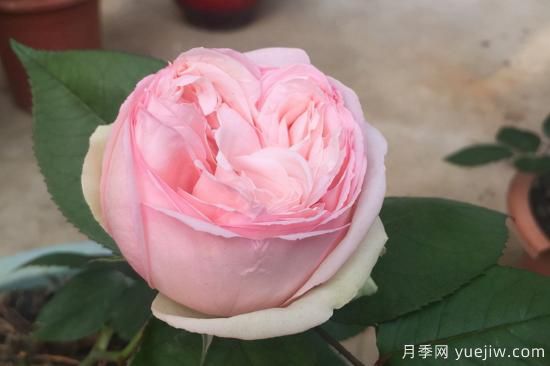 推薦8種粉色系月季品種，漂亮顏值甜蜜來襲(圖2)