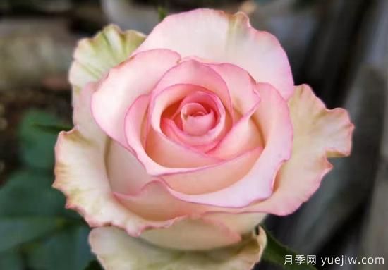 推薦8種粉色系月季品種，漂亮顏值甜蜜來襲(圖3)