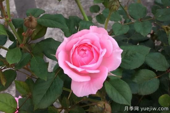 推薦8種粉色系月季品種，漂亮顏值甜蜜來襲(圖5)