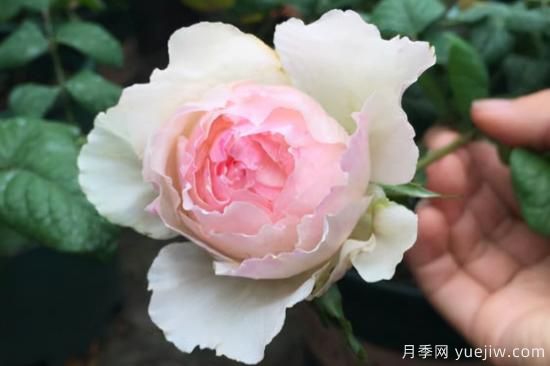 推薦8種粉色系月季品種，漂亮顏值甜蜜來襲(圖7)