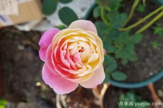 推薦8種粉色系月季品種，漂亮顏值甜蜜來襲(圖8)