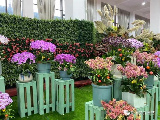 第九屆沭陽花木節(jié) 用顏色經(jīng)濟(jì)創(chuàng)造美麗生活(圖3)