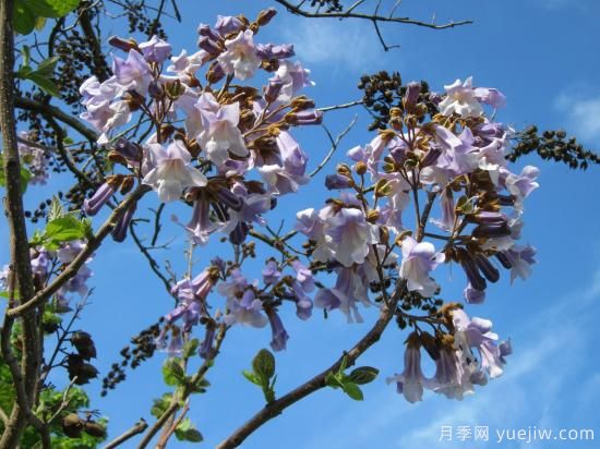 泡桐如何種植管理及防治病蟲(chóng)害(圖1)
