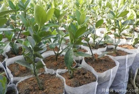 育苗容器影響苗木生長嗎？應(yīng)該如何選擇容器苗？(圖4)