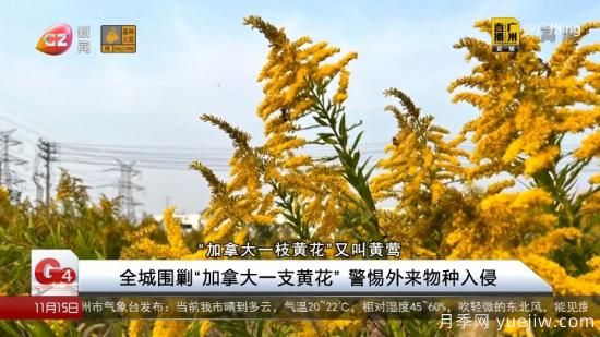 廣州湖北河南…多地遭“一枝黃花”入侵，見到要鏟除(圖1)