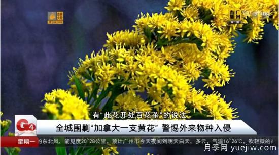 廣州湖北河南…多地遭“一枝黃花”入侵，見到要鏟除(圖2)