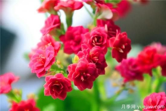 你的長(zhǎng)壽花不開(kāi)花養(yǎng)不好？這里有長(zhǎng)壽花養(yǎng)護(hù)秘訣！(圖1)