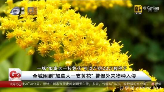 廣州湖北河南…多地遭“一枝黃花”入侵，見到要鏟除(圖4)