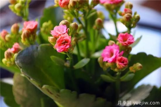 你的長(zhǎng)壽花不開(kāi)花養(yǎng)不好？這里有長(zhǎng)壽花養(yǎng)護(hù)秘訣！(圖2)