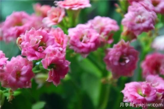 你的長(zhǎng)壽花不開(kāi)花養(yǎng)不好？這里有長(zhǎng)壽花養(yǎng)護(hù)秘訣！(圖3)