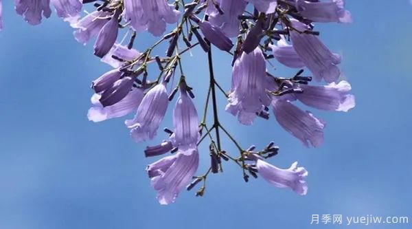 網(wǎng)紅樹木悄然興起，是否預示著大好行情？(圖1)