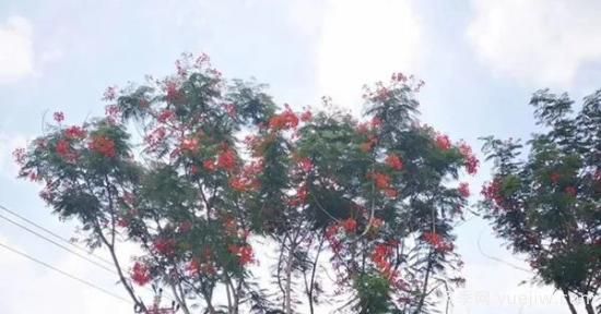 網(wǎng)紅樹木悄然興起，是否預示著大好行情？(圖2)