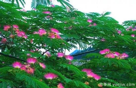 網(wǎng)紅樹木悄然興起，是否預示著大好行情？(圖4)
