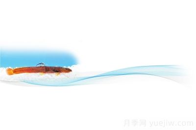鸛河荷馬條鰍 河南**個(gè)產(chǎn)權(quán)“自己的魚(yú)”(圖1)