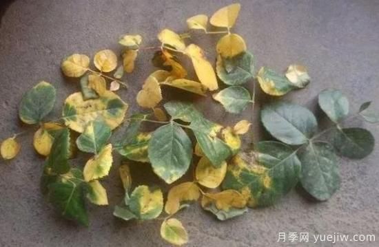 大花月季葉子發(fā)黃怎么辦？月季葉子發(fā)黃的原因(圖1)