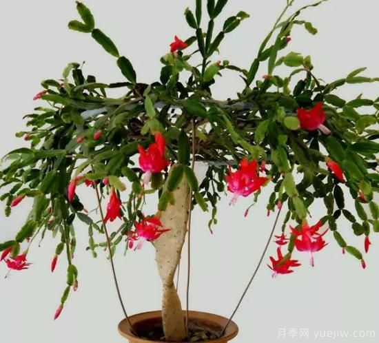 蟹爪蘭的嫁接方法，不會的都看看！(圖3)