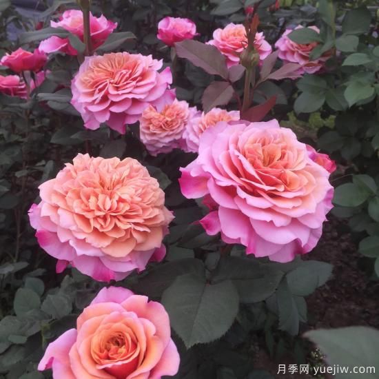 大花微月中的極品，鈴之妖精粉嫩可愛，太漂亮了(圖1)