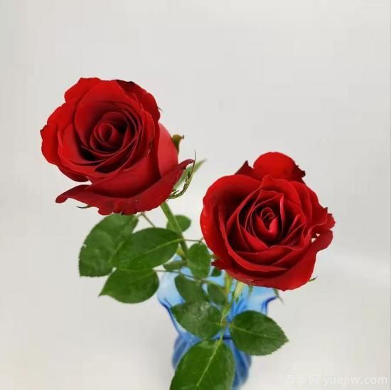 紅色切花月季經(jīng)典主流，推薦十種經(jīng)典常見(jiàn)的紅玫瑰(圖1)